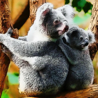 Cute Baby Koala Bear