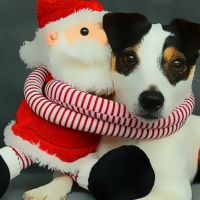 Funny Christmas Dogs