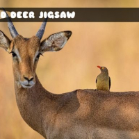 Wild Deer Jigsaw