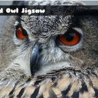 Wild owl Jigsaw