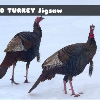 Wild Turkey Jigsaw